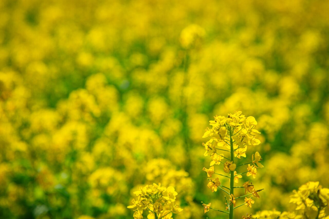 菜の花とキンセンカの種まきイメージ