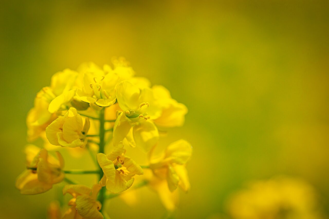 菜の花とキンセンカの種まきイメージ2